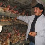 Hombre trabajando con pollos